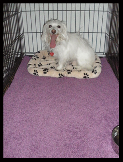 Small Kennel Suite - Woofy World Kennels & Daycare