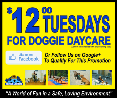 Woofy World Kennels & Daycare - Twelve Dollar Tuesday Doggie Daycare Twelve Dollar Tuesday Doggie Daycare