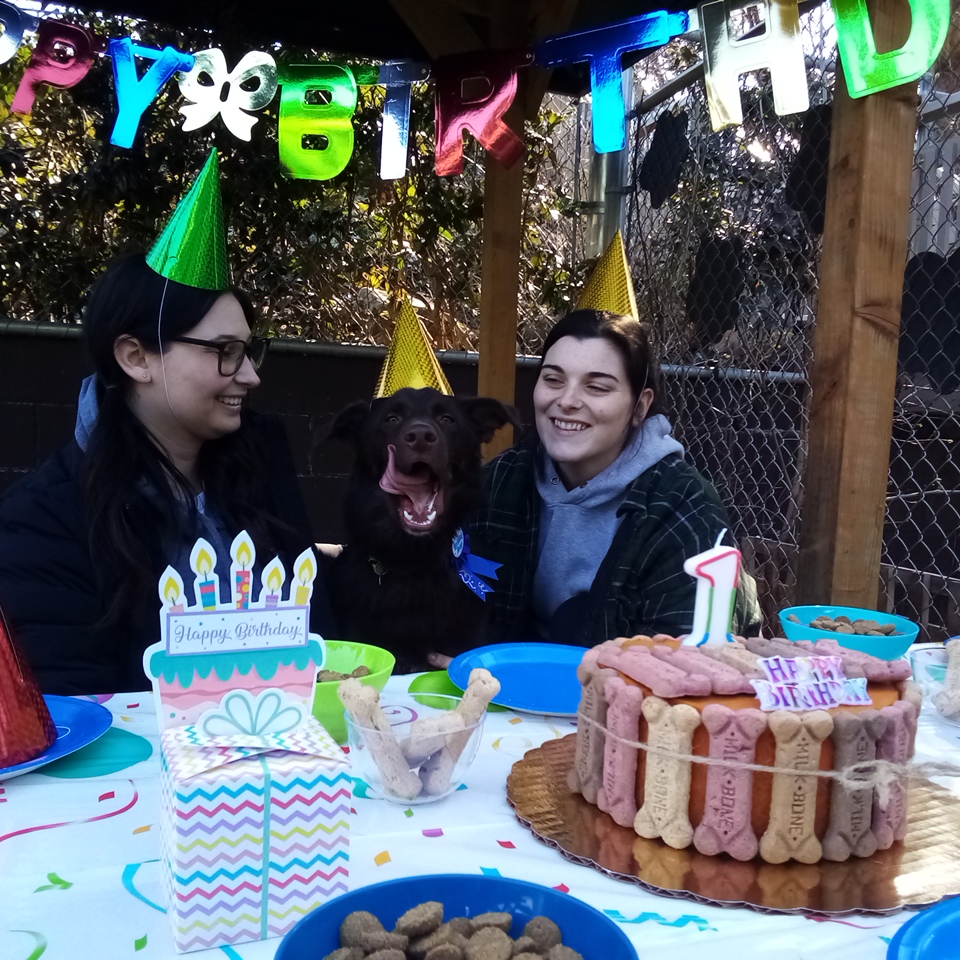 Furry Birthdays Dog Daycare, Dog Boarding, Dog Kennels, Kelowna, BC